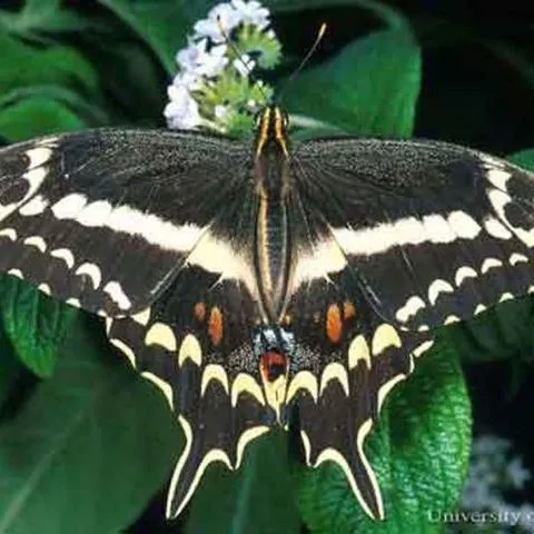 thumbnail for publication: Schaus Swallowtail, Heraclides aristodemus ponceanus (Schaus) (Insecta: Lepidoptera: Papilionidae)
